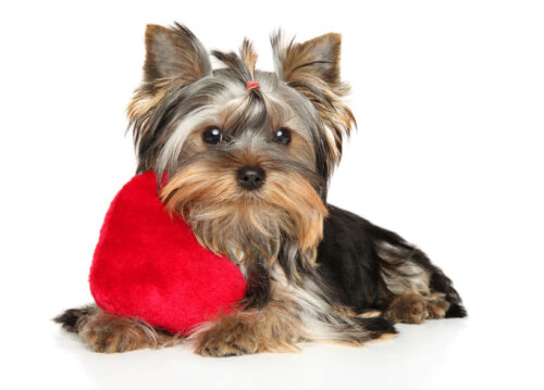 Yorkshire Terrier puppy dog with a plush toy