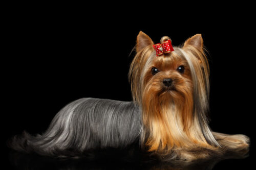 Yorkshire Terrier Dog Lying on Black Mirror