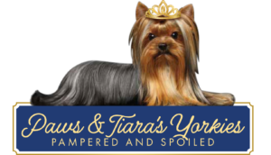 Paws & Tiaras Yorkies Logo